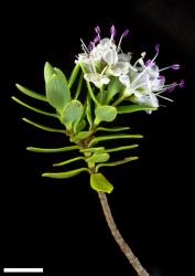 Veronica topiaria. Sprig. Scale = 10 mm.
 Image: P.J. Garnock-Jones © P.J. Garnock-Jones CC-BY-NC 3.0 NZ